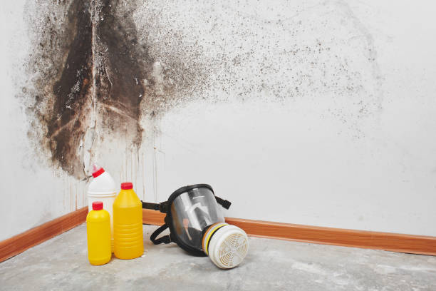 Best Black Mold Removal  in Sioux Center, IA