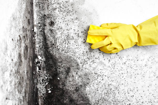 Best Emergency Mold Removal  in Sioux Center, IA