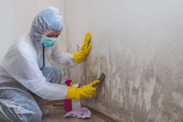 Best Mold Testing  in Sioux Center, IA