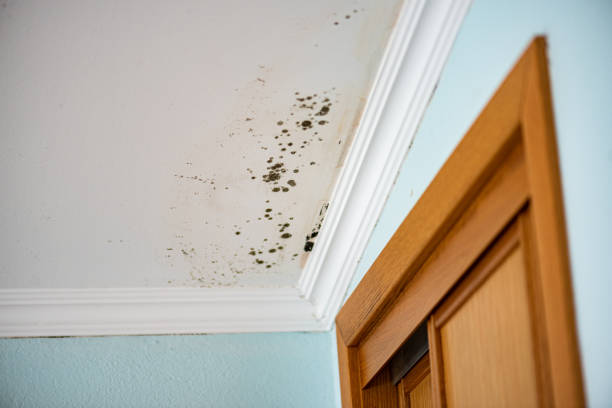 Best Mold Remediation Experts  in Sioux Center, IA