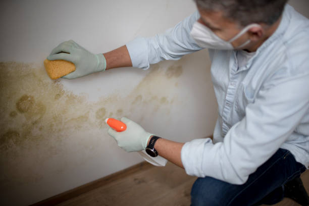 Best Office Mold Removal Services  in Sioux Center, IA