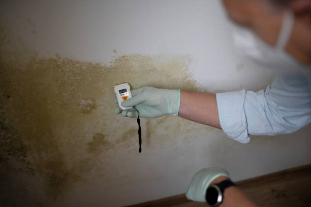 Best Attic Mold Removal  in Sioux Center, IA