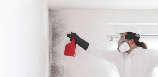 Best Mold Cleaning Services  in Sioux Center, IA