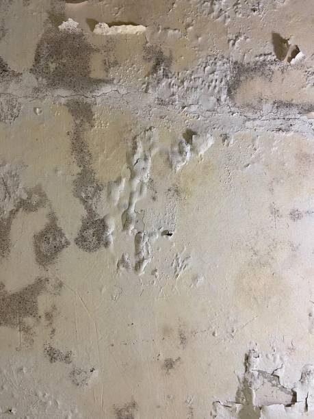 Best Professional Mold Removal  in Sioux Center, IA