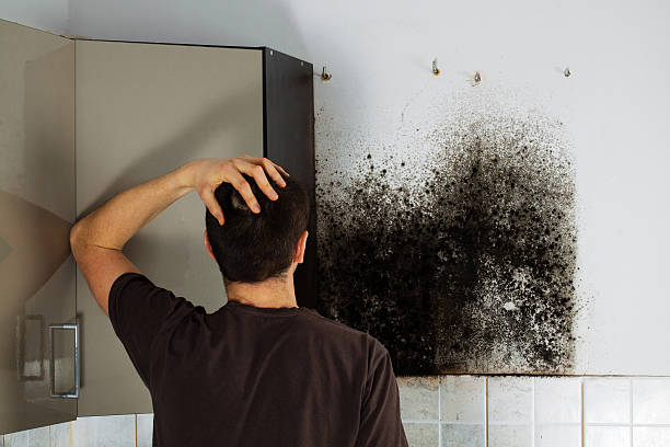 Best Same-Day Mold Removal  in Sioux Center, IA
